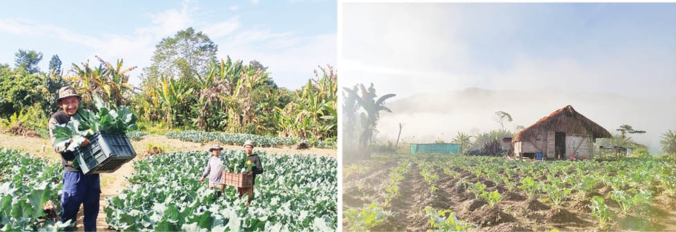 (L) Some members of the Healthy Harvest team at work. (R) A section of the farm in Aliba village, Mokokchung. (Photo Courtesy: Healthy Harvest)